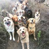 Помирали в муках: у центрі міста потруїли собак