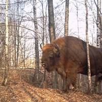 Чоловік встановив фотопастки біля Чорнобиля. Те, що зняла камера, не піддається жодному опису