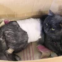 Стікав кров’ю: у Тернополі рятували життя кота, якого нелюди підстрелили на подвір’ї на Хмельниччині. ВІДЕО