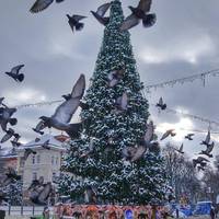 Коли в Тернополі запалять головну ялинку міста