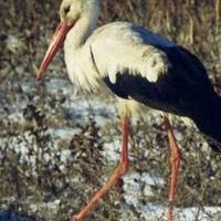 У Тернополі зимує лелека, котрий відбився від зграї. ВІДЕО