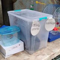 Біля ринку в Тернополі у тісному лотку не один день тримають цуценя