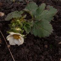 До Різдва і ягоди дозріють: на Тернопільщині у людей зацвіла полуниця