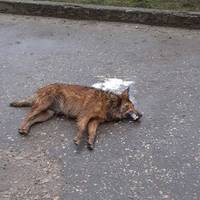 У місті на Тернопільщині собак підгодовують отрутою (фото 18+)