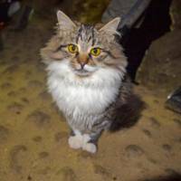 На Тернопільщині кіт бере участь у рятувальних операціях (ФОТО)