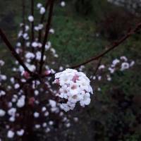 На Кременеччині – рідкісне природнє явище