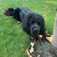 Хочуть покарати тернополянку, яка нагодувала собаку отрутою (відео)