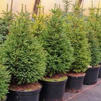 Зберегти деревця від загибелі: жителів Тернопільщини закликають долучатися до акції