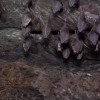 У печері на Тернопільщині зимує понад 1500 кажанів (відео)