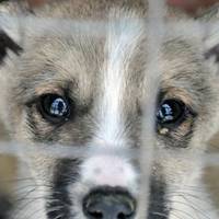 За знущання над тваринами українцям загрожує тюремний строк (Відео)