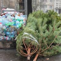 Куди тернополянам варто викидати ялинки