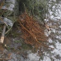 Тернополян просять не викидати сухі ялинки у контейнери для сміття