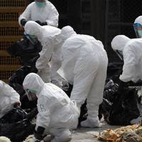 На Тернопільщину завезли курятину з регіону, де виявили пташиний грип (Відео)