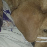 Побили і лишили помирати: на Тернопільщині збирають кошти для жорстоко побитого собаки (ВІДЕО)