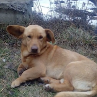 Зв’язали та залишили помирати: на Тернопільщині збирають кошти для жорстоко побитого собаки