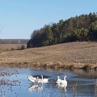 На Тернопільщині оселилась лебедина сім’я