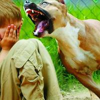 У Тернополі собака вкусив малолітнього хлопчика-сироту за обличчя. Дитину в лікарні готують до операції