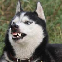 Стало відомо про стан хлопчика, якому в Тернополі собака покусав обличчя (ВІДЕО)