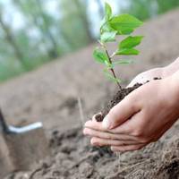 Тернопільщина долучається до ініціативи “1 мільйон дерев за 1 день”