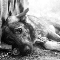 У Заліщиках обіцяють винагороду за інформацію про нелюдів, які вбивають собак