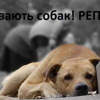 “Люди не мовчіть”: на Тернопільщині з’явились маньяки, які насолоджуються муками тварин