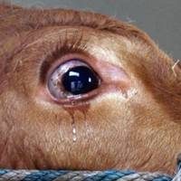 В Україні вводять штрафи и тюремні терміни за знущання над тваринами