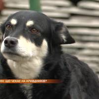 Жорстокому поводженню з тваринами в Україні може настати кінець: за знущання над ними посилюють покаранн. Відео