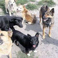 Тернополяни просять убезпечити їх і гостей міста від безпритульних собак