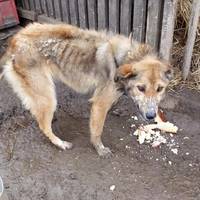 «Живий скелет»: на Тернопільщині господарі морять голодом собаку (фото)