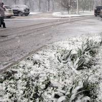 Суттєве зниження температури: на Тернопільщині передбачають мокрий сніг і заморозки