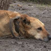 Волонтери ГО “Ноїв ковчег” шукають господарів для безпритульних собак, які мешкають в Дичкові.ВІДЕО