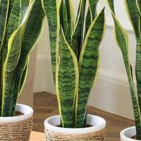 Ці рослини – кисневі бомби: шість рослин, які ви повинні мати у власному домі