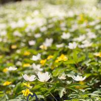 У лісі біля Тернополя біло від квітів. Фото