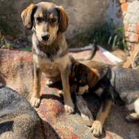 У Тернополі просять прихистити собаку після операції (фото)