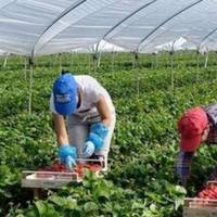 Іноземні країни готові висилати за українськими заробітчанами чартери, – Кулеба