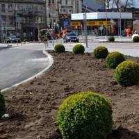 Алею на Привокзальному майдані Тернополя оновили деревами та кущами