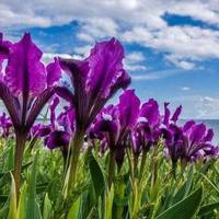 На Тернопільщині з’явиться Долина ірисів