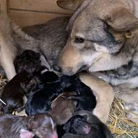 Для кинутих напризволяще щойно народжених песенят небайдужі знайшли нову маму (Відео)