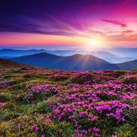 Парад рододендрону в Карпатах, або як цвіте “Червона рута” (фото)