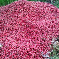 На Тернопільщині фермери віддають овочі за безцінь або викидають на смітник