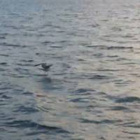 У Тернопільському ставі гине риба (відео)