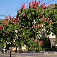 У центрі Тернополя розцвіли рожеві каштани