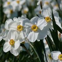 Тернополянин зробив на своєму городі долину нарцисів