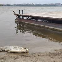 У Тернопільському ставі з невідомих причин масово гине риба