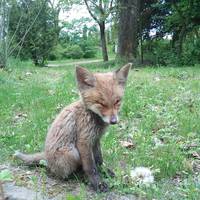 У Кременці просять врятувати лисеня, яке блукає дендропарком (фото, відео)