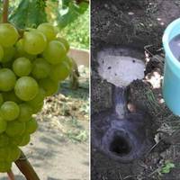 Чим підживити виноград, щоб він був великий та солодкий