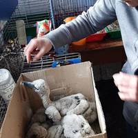 Лелеченята зі зламаного дерева у Бережанах підростатимуть у Львові. ВІДЕО