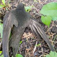 У Тернополі просять врятувати пташку зі зламаним крилом (фото)