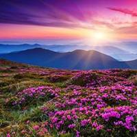 Парад рододендрону в Карпатах, або як цвіте “Червона рута” (фото)