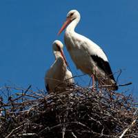 На Тернопільщині впало гніздо лелек, двоє птахів загинули